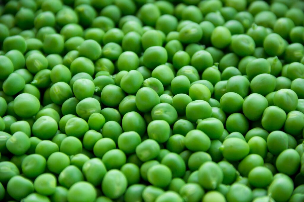 australian plant protein industry